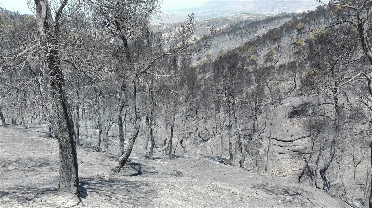 Bética Aceitera aportará 5 céntimos por envase con el fin de reforestar el terreno quemado en el incendio de Quesada