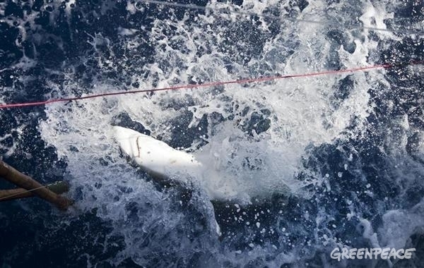 Alivio para los tiburones y las mantas