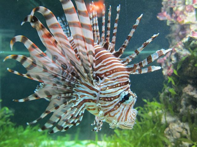 Un estudio revela que los peces de aguas oceánicas ácidas son menos capaces de oler a los depredadores