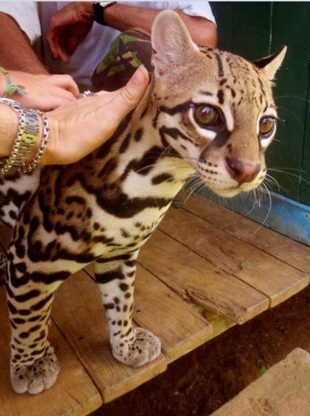 Costa Rica. Rescatan manigordo que estaba cautivo en centro turístico