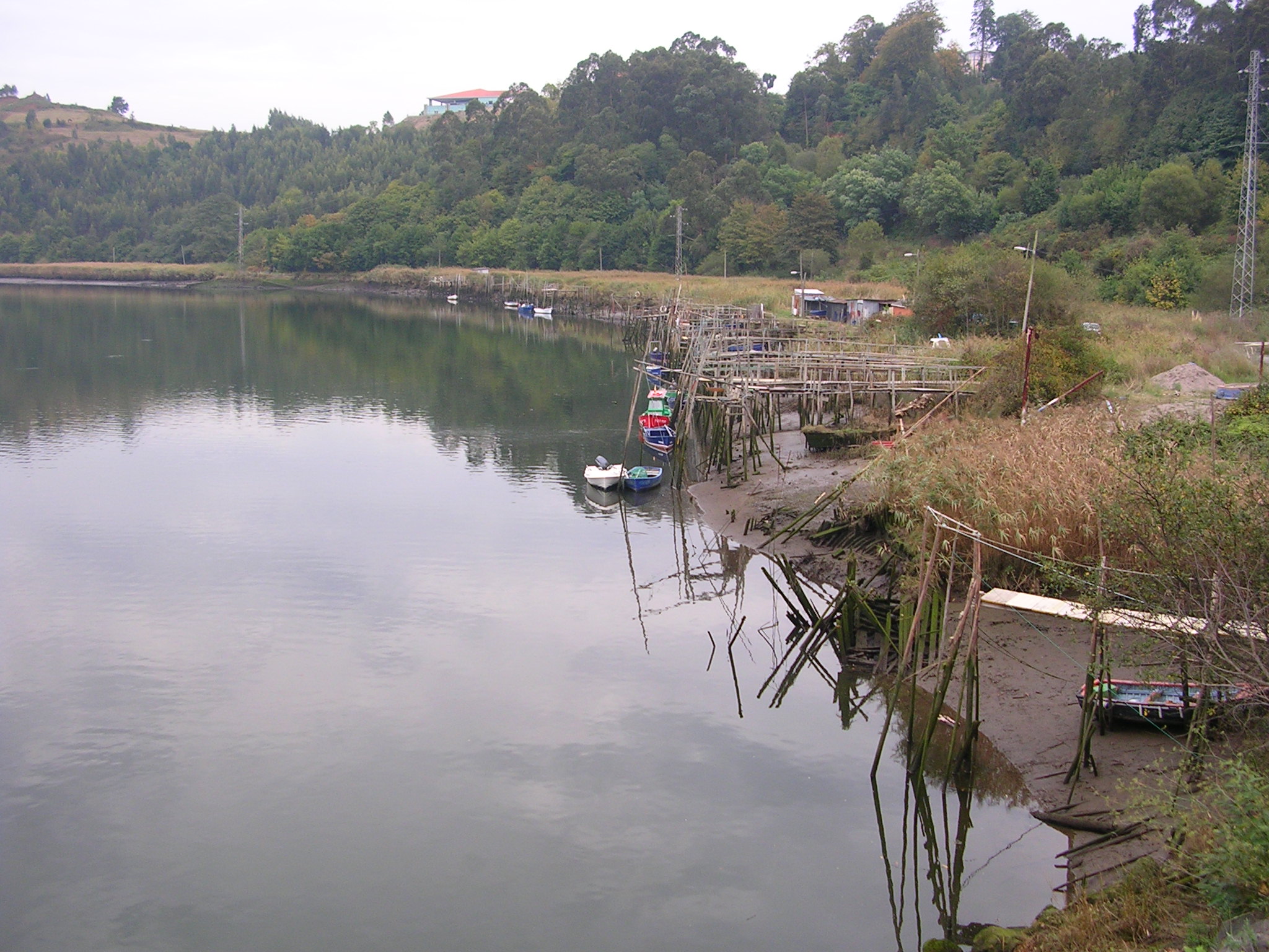 El Principado de Asturias sigue dispuesto a acabar con la angula