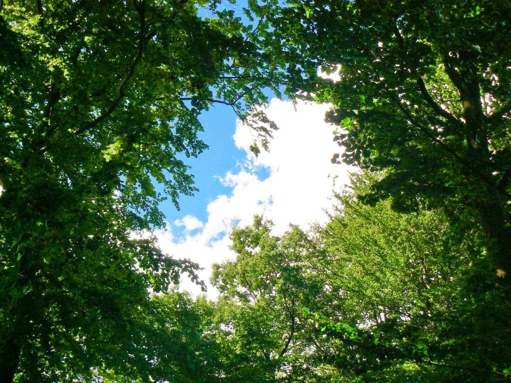 Observación espacial para cuantificar el CO2 de los bosques y los incendios