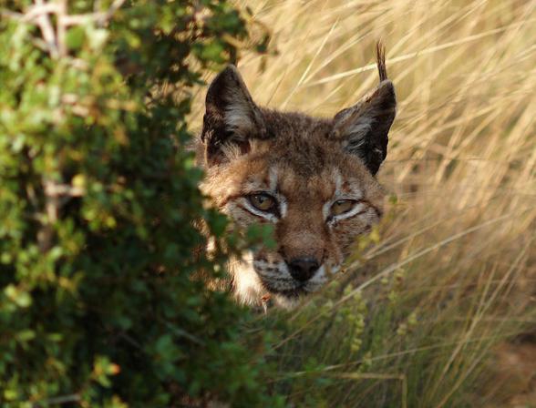 Asanda pide investigar la muerte cuatro linces y la afección de otros 22 por ERC