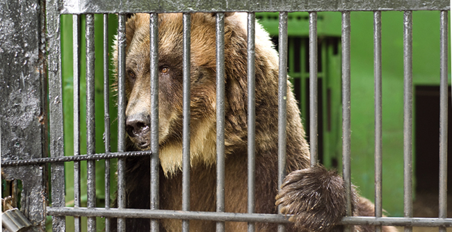 NO a los circos con animales