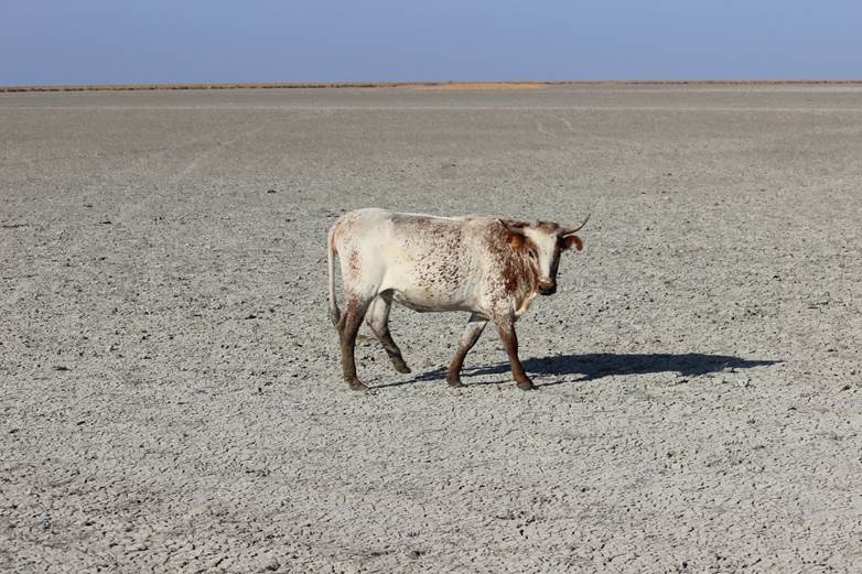 ‘No es verdad que Doñana se esté secando…’ afirma la Junta de Andalucía