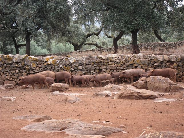 La dehesa de Huelva y la actividad Del cerdo hasta los andares