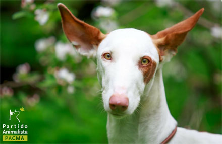 Canarias. Ley de Protección de Animales