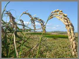 Arroz para las personas y para las aves