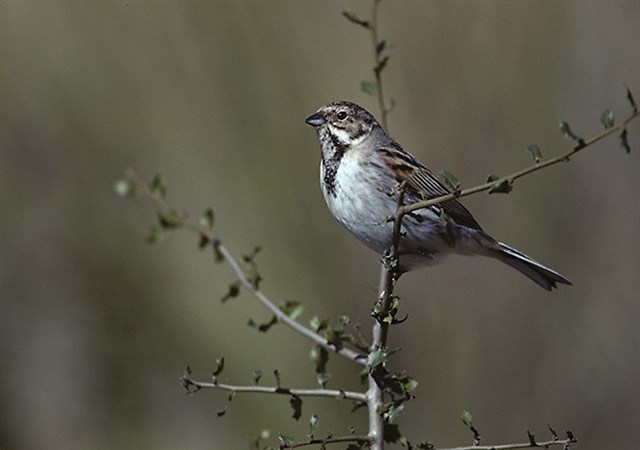SEO/BirdLife pide "medidas urgentes" para recupear población de escribano palustre en España