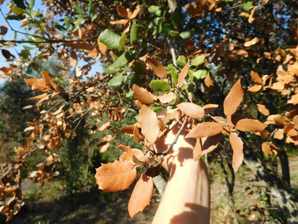 La sequía estival se ‘ceba’ en los bosques catalanes