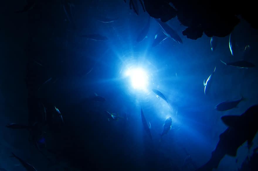 Bacterias oceánicas tan sorprendentes como reveladoras