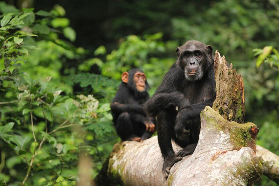 Chimpancés y bonobos se cruzaron hace cientos de miles de años