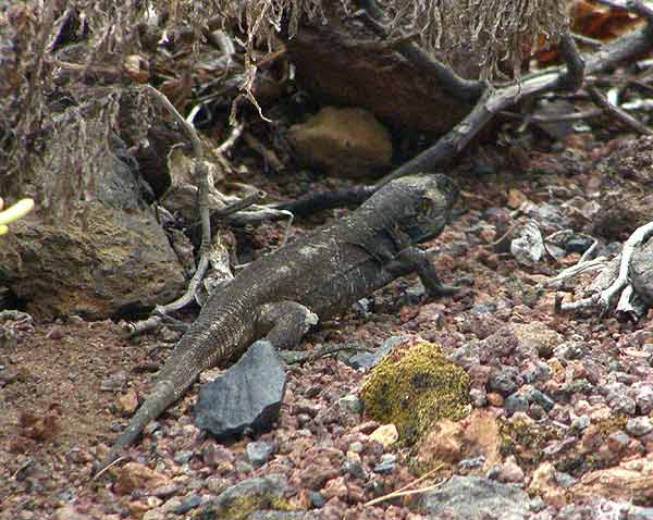 La Gomera exige más financiación para recuperar el lagarto gigante