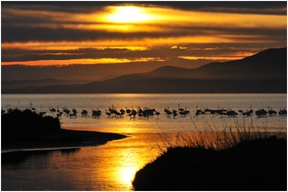 Medio Ambiente: peligra el equilibrio ecológico del Ebro