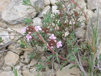 La genética de las plantas depende de sus competidoras