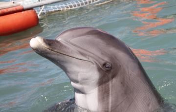 Continúan los esfuerzos para salvar a la vaquita marina