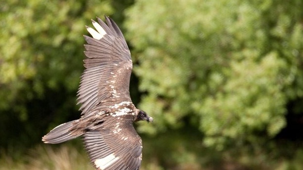 Programa de Reintroducción del Quebrantahuesos en Andalucía