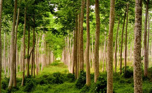 Gestión de Recursos Forestales