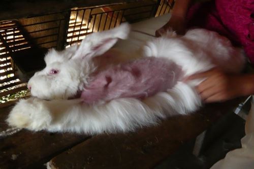 ZARA deja de vender ropa con lana de angora