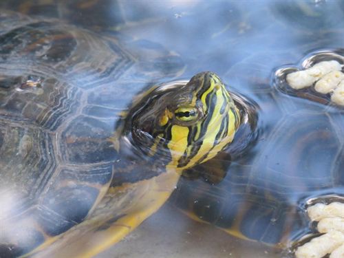 La Comunidad recuerda los graves perjuicios que ocasiona la liberación de especies exóticas en los ecosistemas