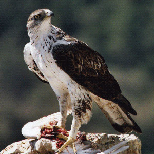 El MARM colabora en el proyecto Desarrollo del Plan de Conservación del águila perdicera en Castilla y León