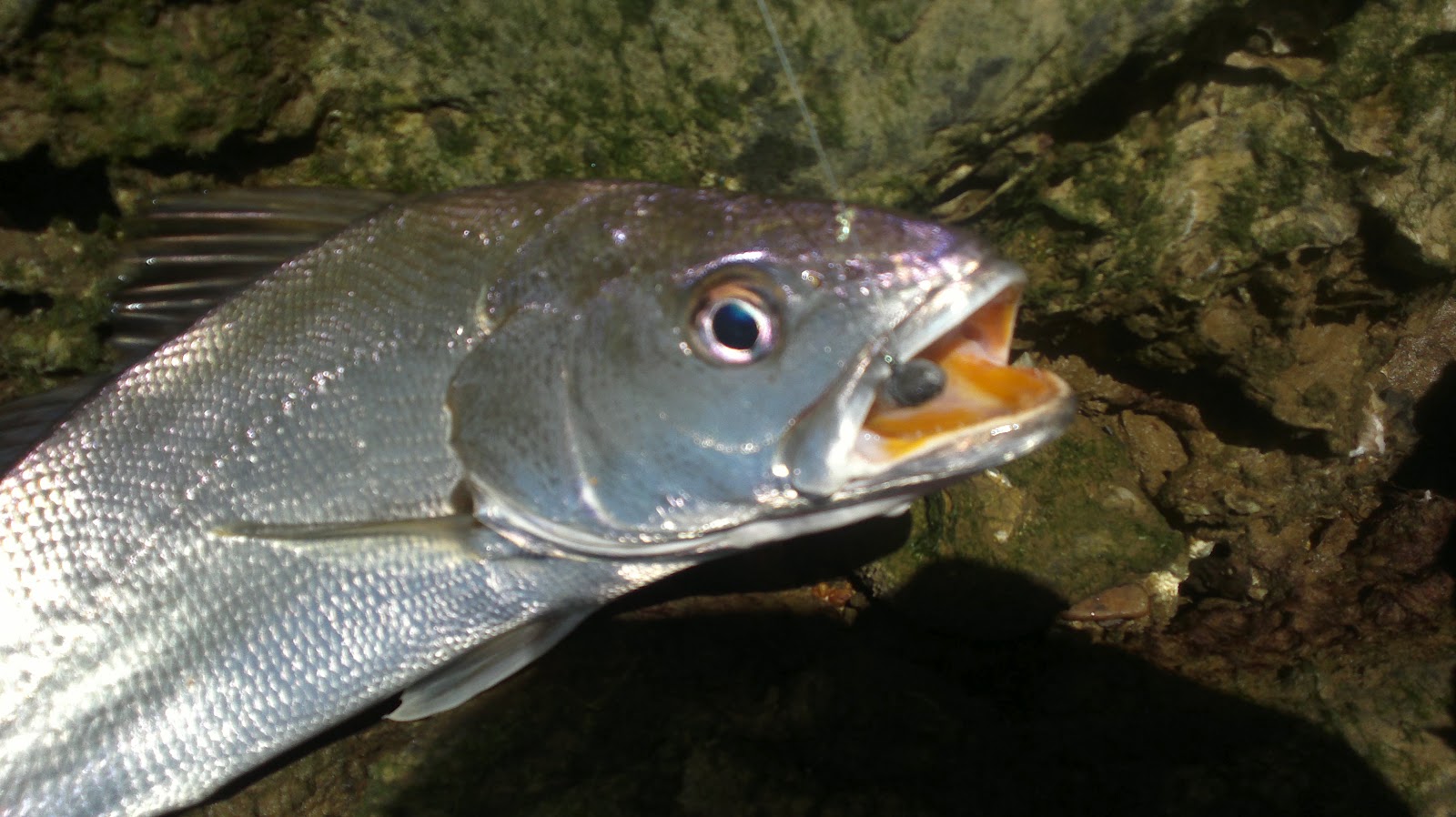 Islas Baleares. El Govern y el Imedea liberan en la Bahía de Palma un total de 5.000 ejemplares alevines de corbina