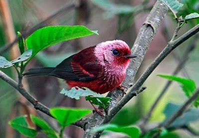 Nuevas especies en los bosques montañosos de América central