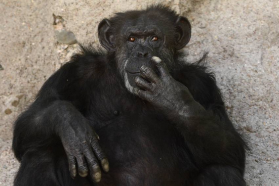 Argentina. Dicen que la chimpancé Cecilia no está enferma