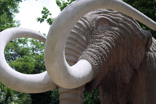 Los mamuts comían sus propios excrementos