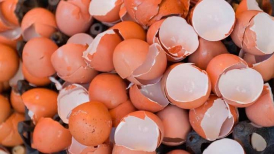 Argentina: Alumnos logran sacar arsénico del agua utilizando cáscara de huevo