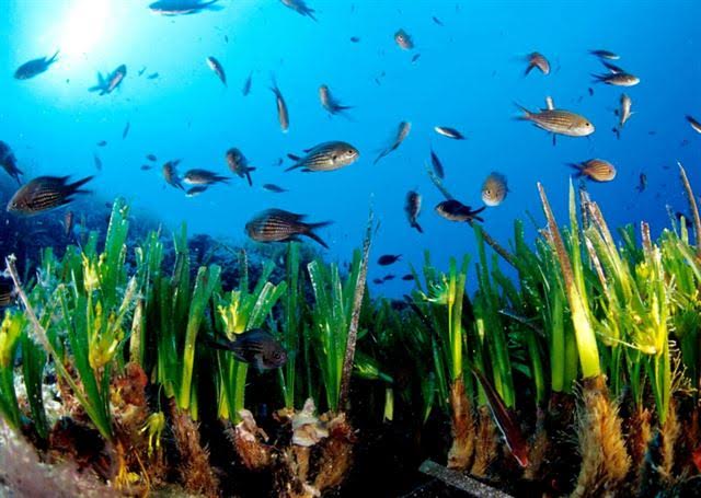 Baleares. Fondeo ecológico para preservar las praderas de posidonia