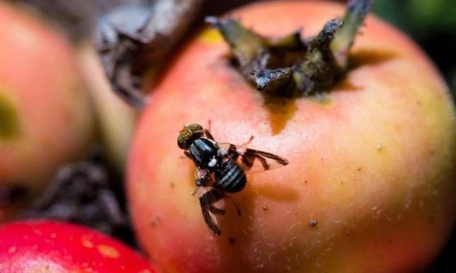 En una mosca de América del Norte hallan cambios masivos en el genoma en una sola generación