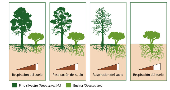 Qué pasa su sustituimos pinares por encinares