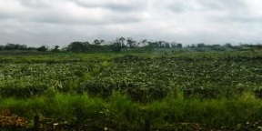 La producción de piña en el país supone unas graves consecuencias