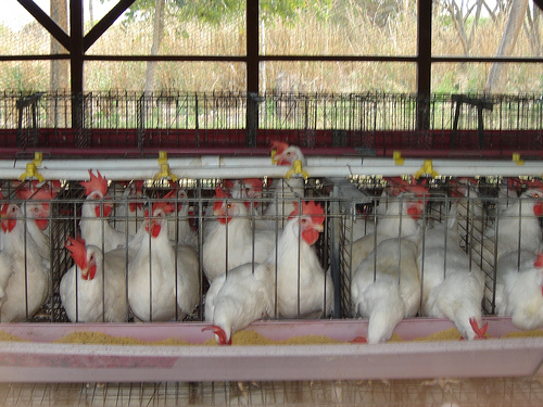 Bruselas aprueba las medidas emprendidas por Rumania tras confirmarse un foco de gripe aviar en una granja del país