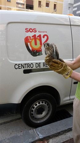 Un cernícalo volantón pasa la noche en las instalaciones de la Policía Municipal de Pamplona