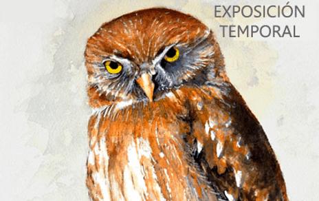 Exposición de acuarelas Aves de la Patagonia