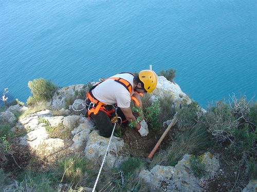 8.000 ejemplares plantados para evitar la desaparición de especies de flora en la Comunitat Valenciana