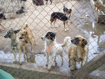 Parque Animal sacrificó en 20 meses los animales previstos en 5 años