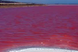 Novedoso sistema para predecir mareas rojas