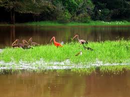 Expansión de la Reserva El Paujil a 6.000 hectáreas