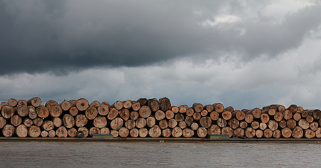 Chipear árboles contra la deforestación…