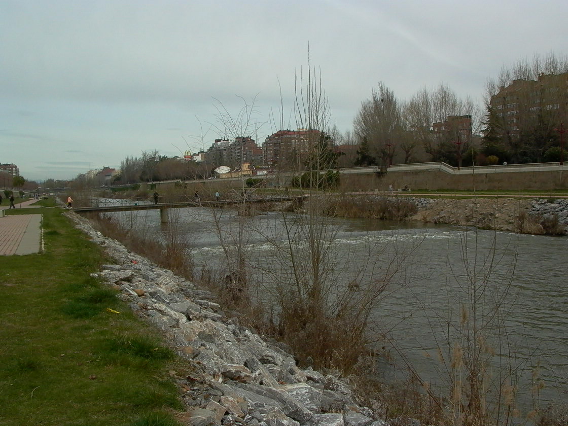 La CHD investiga las causas de la aparición de cientos de peces muertos en el río Bernesga