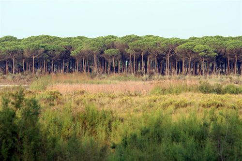 WWF traslada a Ramsar "la falta de acciones concretas" para cumplir con las recomendaciones de los expertos sobre Doñana