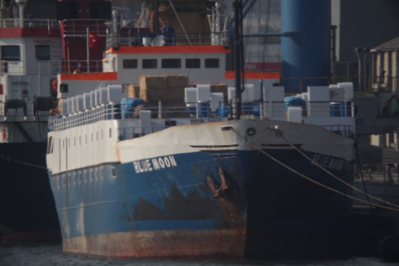 Tarragona. 2.000 corderos vivos aguantan en las bodegas de un barco desde hace 8 días