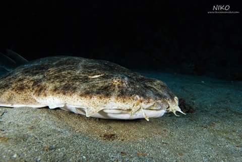 Atiracan denuncia la pesca furtiva de Angelote en Fuerteventura.
