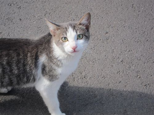 El Gobierno catalán multa con 3.200 euros a una tienda de mascotas por vender animales enfermos