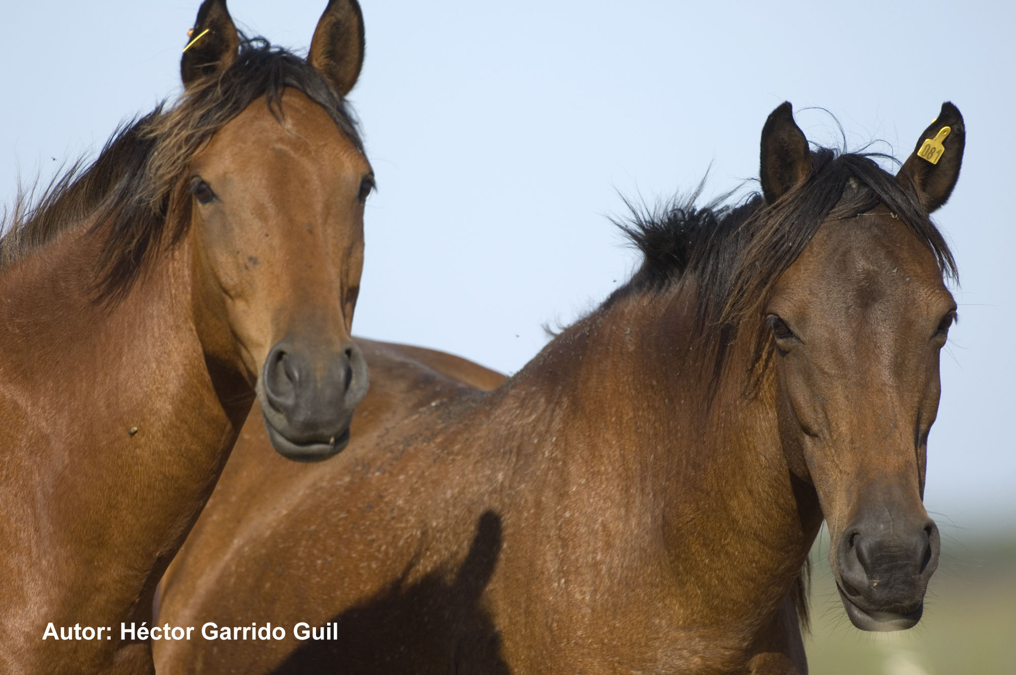 Una veintena de caballos salvajes de las retuertas