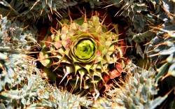 Arrasado el miniparaíso botánico de Coslada