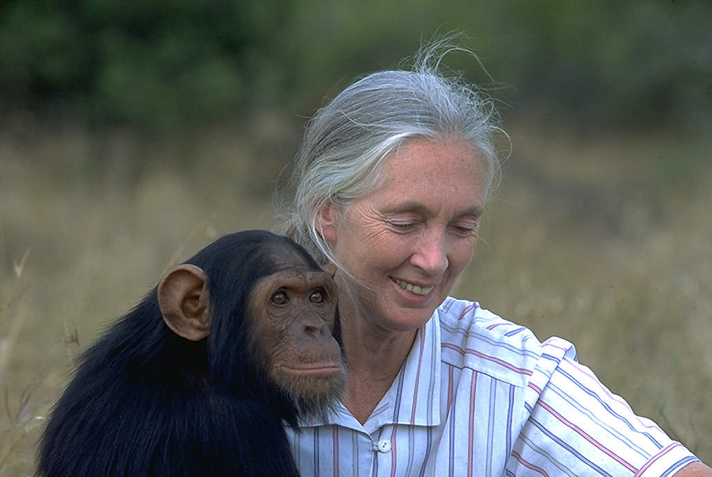 Jane Goodall visitará Bioparc en Valencia